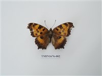 藏品(緋蛺蝶)的圖片